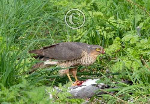 Sparrow Hawk on a Wood Pigeon DM1483